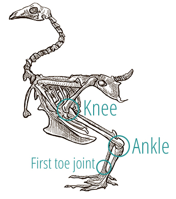 A drawing of a bird's skeleton, demonstrating the positioning of the knee and ankle joints.