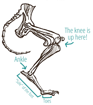 A drawing of a dog's back leg bones, demonstrating that what people commonly mistake for the knee is actually the ankle.