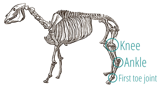 A drawing of a horse's skeleton, demonstrating the positioning of the knee and ankle joints.