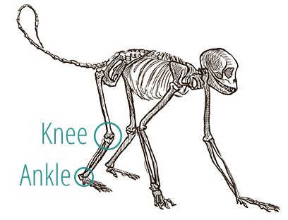 A drawing of a monkey's skeleton, demonstrating the positioning of the knee and ankle joints.