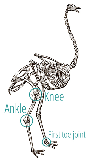 A drawing of an ostrich's skeleton, demonstrating the positioning of the knee and ankle joints.